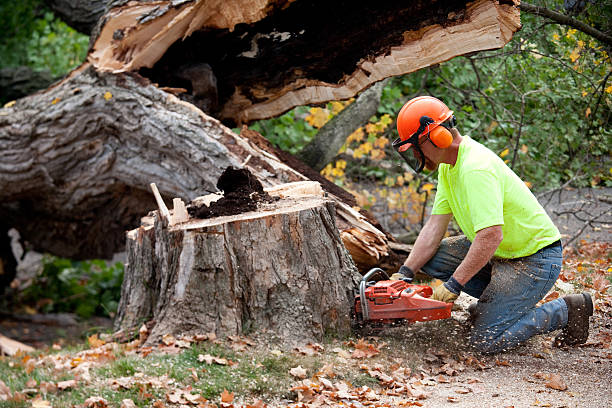  Reed Creek, GA Tree Services Pros