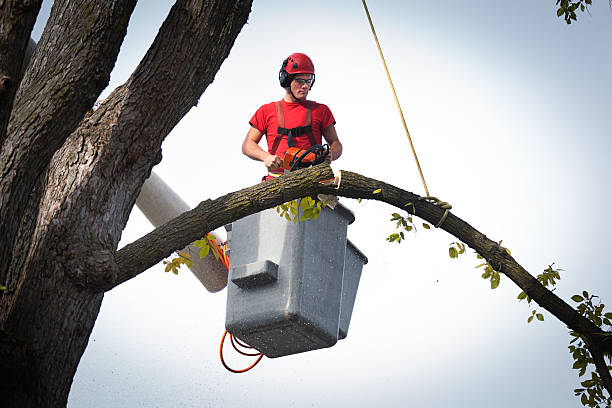 Best Stump Grinding and Removal  in Reed Creek, GA